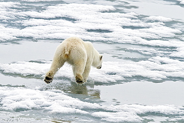 A curious young polar bear (Ursus maritimus) approaches the National Geographic Explorer in Woodfjorden, Spitsbergen, Svalbard Archipelago, Norway