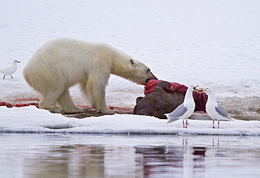 A younger polar bear (Ursus maritimus) scavenging a fresh bearded seal kill, Monacobreen Glacier, Spitsbergen, Norway