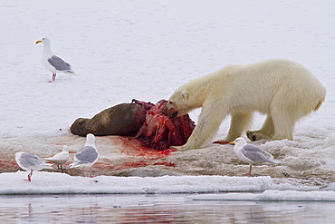 A younger polar bear (Ursus maritimus) scavenging a fresh bearded seal kill, Monacobreen Glacier, Spitsbergen, Norway