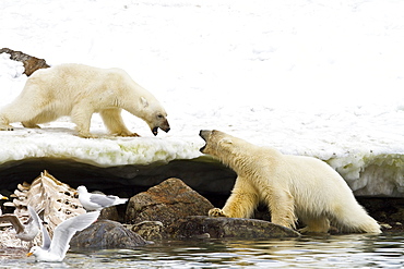 Two young polar bears (Ursus maritimus) in territorial disputel near Monacobreen Glacier, Spitsbergen in the Svalbard Archipelago, Norway