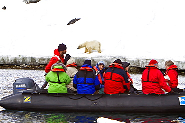 Polar bear (Ursus maritimus) observed by National Geographic Explorer along the northwestern coast of Spitsbergen in the Svalbard Archipelago, Norway