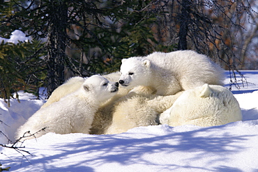 Mother Polar Bear (Ursus maritimus) with 3 month old cubs near Wapusk Park, northern Manitoba, Canada.