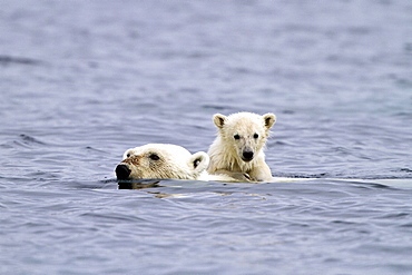 Polar bears (Ursus maritimus) adult and cub swimming. Monacobreen Glacier, Spitsbergen in the Svalbard Archipelago, Norway