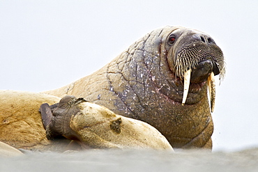 Adult male walrus (Odobenus rosmarus rosmarus) Spitsbergen in the Svalbard Archipelago, Norway.