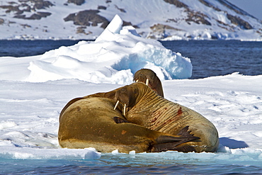 Adult male walrus (Odobenus rosmarus rosmarus) Spitsbergen in the Svalbard Archipelago, Norway.