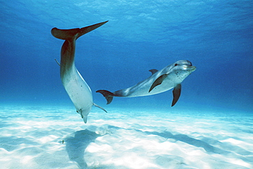 Two young Atlantic spotted dolphins.  Little Bahama Bank, GB.