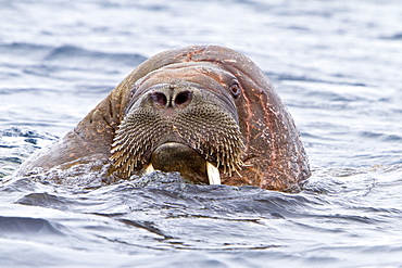 Adult male walrus (Odobenus rosmarus rosmarus) Spitsbergen in the Svalbard Archipelago, Norway.