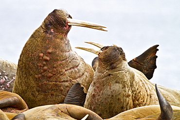 Adult male walrus (Odobenus rosmarus rosmarus) Spitsbergen in the Svalbard Archipelago, Norway.