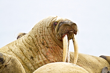 Adult male walrus (Odobenus rosmarus rosmarus) Spitsbergen in the Svalbard Archipelago, Norway.