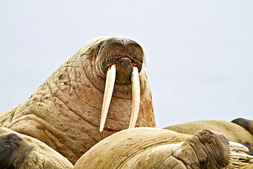 Adult male walrus (Odobenus rosmarus rosmarus) Spitsbergen in the Svalbard Archipelago, Norway.