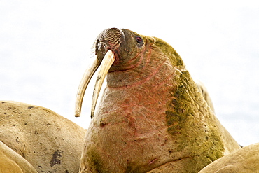 Adult male walrus (Odobenus rosmarus rosmarus) Spitsbergen in the Svalbard Archipelago, Norway.