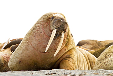 Adult male walrus (Odobenus rosmarus rosmarus) Spitsbergen in the Svalbard Archipelago, Norway.