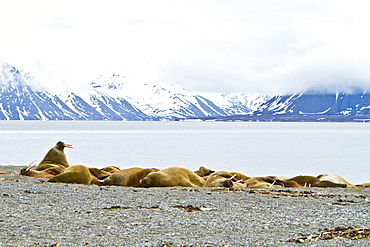 Adult male walrus (Odobenus rosmarus rosmarus) Spitsbergen in the Svalbard Archipelago, Norway.