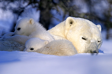 Polar Bear cubs snuggled and resting on mothers body, Ursus maritimus, taiga, Churchill, Manitoba, Hudson Bay, Canada