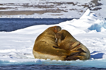 Adult male walrus (Odobenus rosmarus rosmarus) Spitsbergen in the Svalbard Archipelago, Norway.