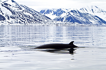 Adult common (northern) minke whale (Balaenoptera acutorostrata) sub-surface feeding in the rich waters of Woodfjord, Spitsbergen, Svalbard Archipelago, Norway