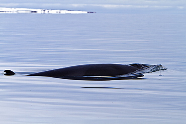 Adult common (northern) minke whale (Balaenoptera acutorostrata) sub-surface feeding in the rich waters of Woodfjord, Spitsbergen, Svalbard Archipelago, Norway