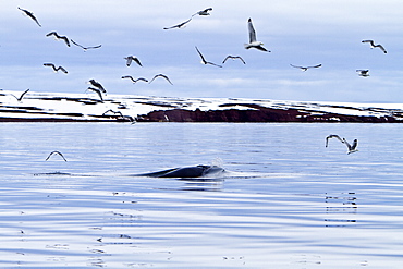 Adult common (northern) minke whale (Balaenoptera acutorostrata) sub-surface feeding in the rich waters of Woodfjord, Spitsbergen, Svalbard Archipelago, Norway