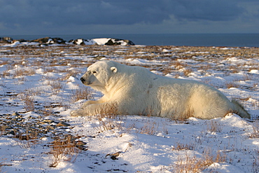 Adult male Polar Bear, Ursus maritimus, resting on taiga outside Churchill, northern Manitoba, Hudson Bay, Canada