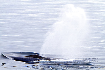 A rare sighting of an adult blue Whale (Balaenoptera musculus) sub-surface, Spitsbergen, Norway