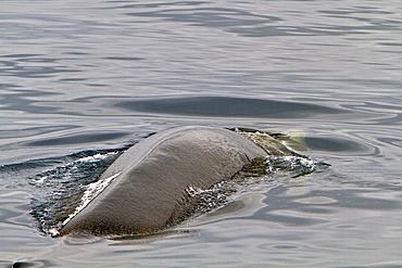 Adult fin whale (Balaenoptera physalus) sub-surface feeding in the rich waters off the continental shelf, Spitsbergen, Svalbard Archipelago, Norway