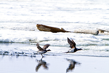 Adult long-tailed ducks (Clangula hyemalis) in breeding plumage in the Svalbard Archipelago, Norway