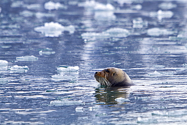 Adult bearded seal (Erignathus barbatus) swimming amongst the ice in the Svalbard Archipelago, Norway