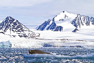 Adult bearded seal (Erignathus barbatus) hauled out on the ice in the Svalbard Archipelago, Norway