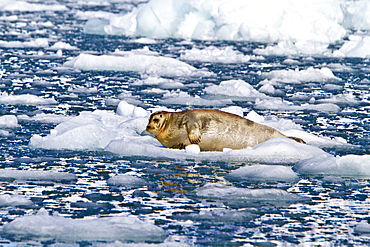 Adult bearded seal (Erignathus barbatus) hauled out on the ice in the Svalbard Archipelago, Norway