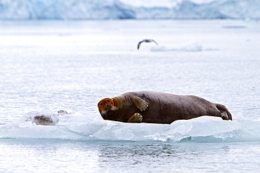 Adult bearded seal (Erignathus barbatus) hauled out on the ice in the Svalbard Archipelago, Norway