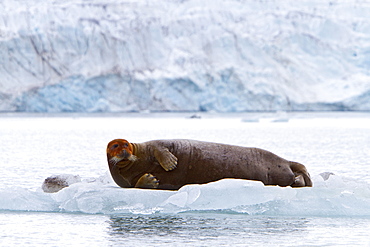 Adult bearded seal (Erignathus barbatus) hauled out on the ice in the Svalbard Archipelago, Norway