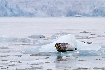 Adult bearded seal (Erignathus barbatus) hauled out on the ice in the Svalbard Archipelago, Norway