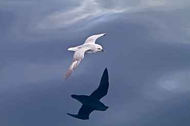 Northern fulmar (Fulmarus glacialis glacialis) on the wing in the Svalbard Archipelago, Norway