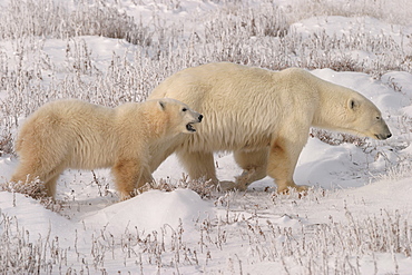 Mother Polar Bear, Ursus maritimus, with COY (Cub of the Year) on fresh snow near Churchill, northern Manitoba, Hudson Bay, Canada