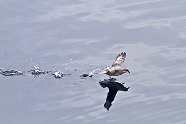 Northern fulmar (Fulmarus glacialis glacialis) on the wing in the Svalbard Archipelago, Norway