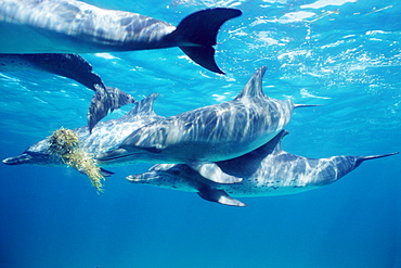 Atlantic spotted dolphins playing with sea grass.  Little Bahama Banks, GB.