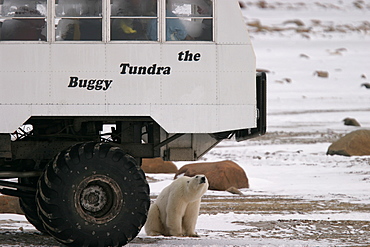 Young Polar Bear, Ursus maritimus, inspects Tundra Buggy near Churchill, northern Manitoba, Hudson Bay, Canada