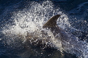 Adult White-beaked Dolphin (Lagenorhynchus albirostris) feeding in the rich waters off the northwest side of Spitsbergen in the Svalbard Archipelago, Norway