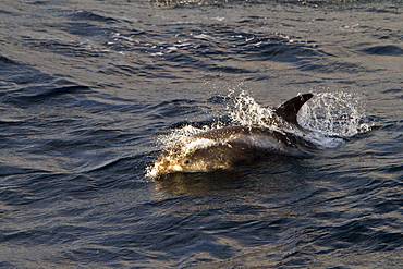 Adult White-beaked Dolphin (Lagenorhynchus albirostris) feeding in the rich waters off the northwest side of Spitsbergen in the Svalbard Archipelago, Norway