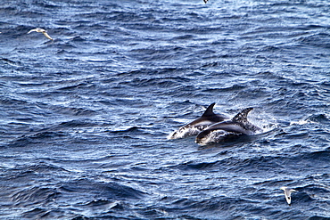 Adult White-beaked Dolphin (Lagenorhynchus albirostris) feeding in the rich waters off the northwest side of Spitsbergen in the Svalbard Archipelago, Norway