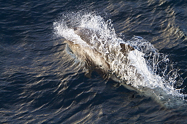 Adult White-beaked Dolphin (Lagenorhynchus albirostris) feeding in the rich waters off the northwest side of Spitsbergen in the Svalbard Archipelago, Norway