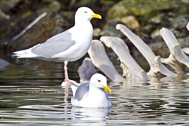 Adult laucous gull (Larus hyperboreus) near fin whale carcass in the Svalbard Archipelago, Norway