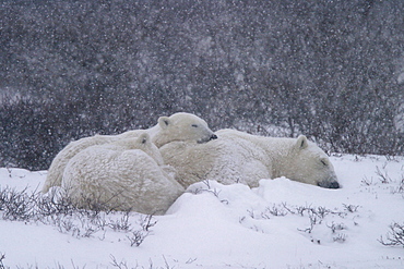 Mother Polar Bear, Ursus maritimus, with 2 COY (Cubs of the Year) in blizzard conditions near Churchill, northern Manitoba, Hudson Bay, Canada