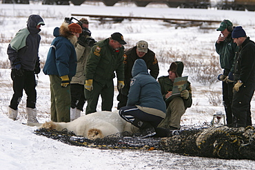 Tranquilized Polar Bear, Ursus maritimus, being prepared for transfer by helicopter near Churchill, northern Manitoba, Hudson Bay, Canada