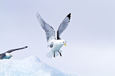 Adult black-legged kittiwake (Rissa tridactyla) near ice in the Svalbard Archipelago, Barents Sea, Norway