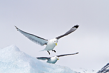 Adult black-legged kittiwake (Rissa tridactyla) near ice in the Svalbard Archipelago, Barents Sea, Norway