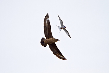 Adult great skua (Stercorarius skua) being dive-bombed by defensive arctic terns (Sterna paradisaea) guarding their nest sites in the Svalbard Archipelago, Norway