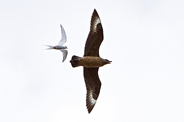 Adult great skua (Stercorarius skua) being dive-bombed by defensive arctic terns (Sterna paradisaea) guarding their nest sites in the Svalbard Archipelago, Norway