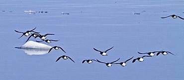 Brunnich's guillemot (Uria lomvia) breeding and nesting site at Cape Fanshawe in the Svalbard Archipelago, Norway