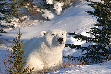 Adult male Polar Bear, Ursus maritimus, in fresh snow and spruce trees near Churchill, northern Manitoba, Hudson Bay, Canada